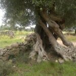 ulivo3-secolare-taccodipuglia